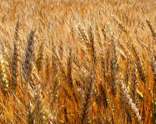 Світові ціни на зерно зросли через несприятливу погоду в США і Аргентині